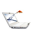 Goldfish jump out of the monitor