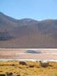 llamas2 - Bolivia llamas2 - Bolivia