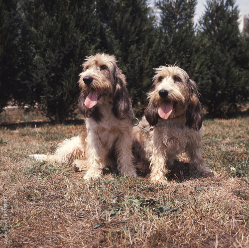 Photo: couple de grand basset griffon vendéen couple de grand basset griffon vendéen
