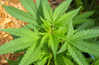 cannabis