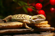 bearded dragon