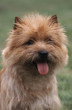 magnifique tête de cairn terrier en gros plan magnifique tête de cairn terrier en gros plan