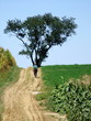Road less taken