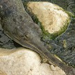 gavial