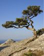 Crimea. Coast of Black sea. Reserve