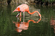 reflet de flamant