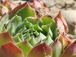 plante