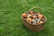 Basket full of mushrooms