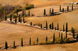 La Foce, Zypressenallee im Herbst, Val d Orcia, Toskana, Italien