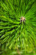 pine