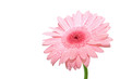Pink gerber isolated on white background