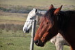 Caballos