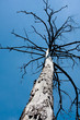 Old tree in blue sky