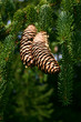 fir-cone