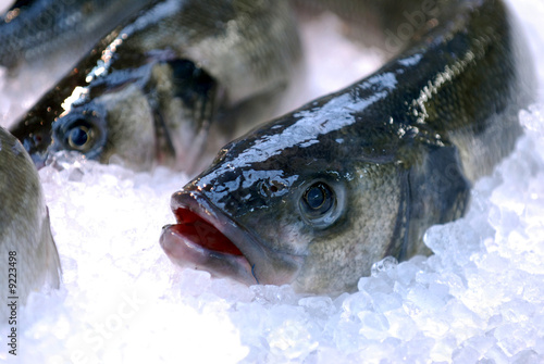 Loup de mer