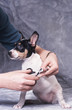 coupe ongles rat terrier coupe ongles rat terrier