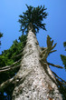 Bigest christmas tree