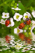 Three lady bugs