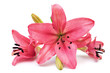 Pink lily