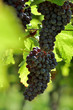Black grapes