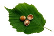 Photo : Noisettes 2 Noisettes 2