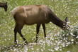 Elks grazing on a meadow