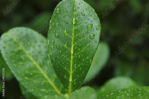 Photo: wassertropfen wassertropfen