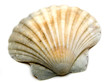 coquille saint jacques