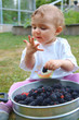 baby essen beeren