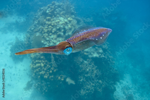Photo: Caribbean reef squid (sepioteuthis sepioidea) Caribbean reef squid (sepioteuthis sepioidea)