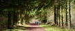 Promenade en forêt