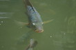 blue tilapia