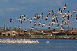 vol de flamant rose vol de flamant rose