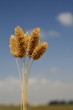 a gold color flora  in a field in cyprus