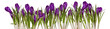 Spring flower