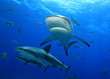 Sharks