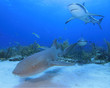 Nurse Shark and Reef Sharks
