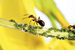 Red ants on stem with aphids