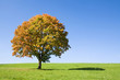 Germany, Bavaria, autumnal maple tree
