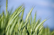 Photo: Ears of rye in the field, close-up Ears of rye in the field, close-up