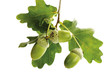 Acorns and oak leaves