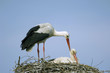 Storks in nest, close-up