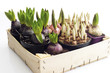 Flower bulbs in wooden box