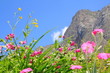 Wildblüten auf Berwiese in den Alpen, Piemont Wildblüten auf Berwiese in den Alpen, Piemont