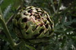 Artichoke