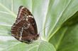 Photo: Morpho Peleides on Leaf, close-up Morpho Peleides on Leaf, close-up