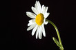 Marguerite (Chrysanthemum leucanthemum), close-up