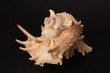coquillage
