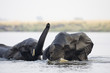 Africa, Botswana, Chobe National Park, Elefants in water