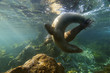 Galapagos Sea Lion, close-up